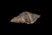 藏品(毛法螺)的圖片